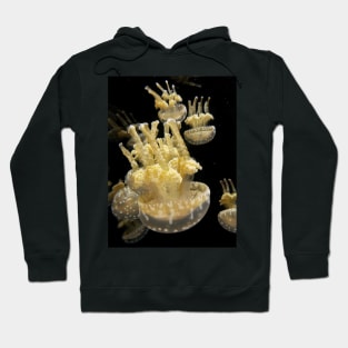 Jelly fish at play Hoodie